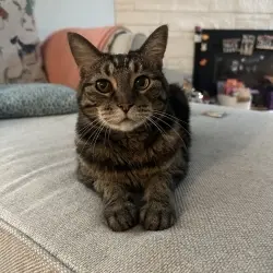 Photo of Eevee