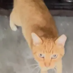 Photo of Completely orange Manx with green eyes