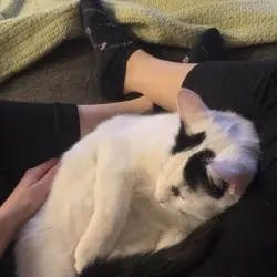 Photo of Cats