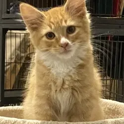 Photo of Ron