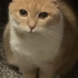 Photo of Marigold