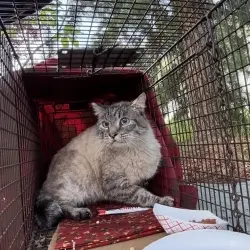 Photo of Lynx Pt Mix w/tipped ear