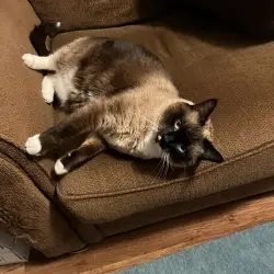 Photo of Smokey