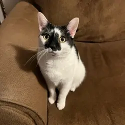 Photo of Meowskins