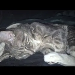 Photo of Thunder