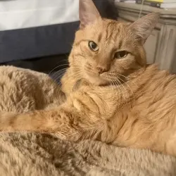 Photo of Felix