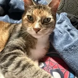 Photo of Teenie