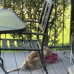 Photo of Assume stray cat looks bad