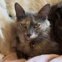 Photo of Luna 