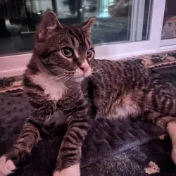 Photo of Goose