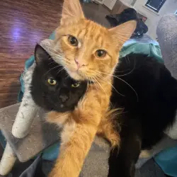 Photo of Simba and Binx