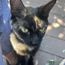 Photo of Tortoise shell cat