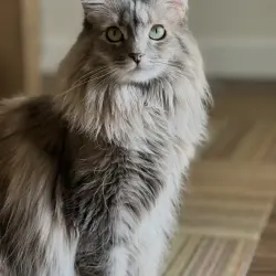 Photo of Ren
