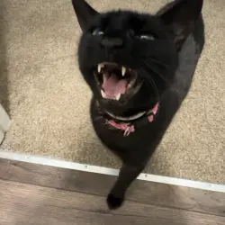 Photo of Bean