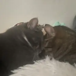 Photo of Bobby-Smokey