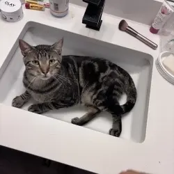 Photo of Kitty/Tino