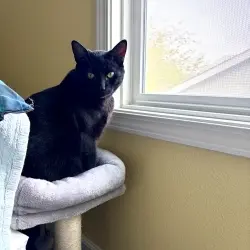 Photo of Binx