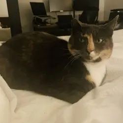 Photo of Nova 