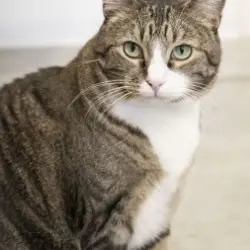 Photo of Squeaker