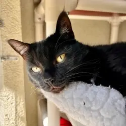 Photo of Jinxy