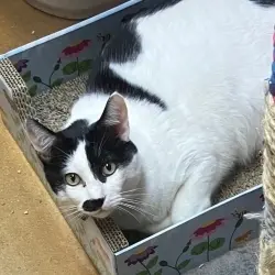 Photo of Joe (Bonded with Frank)