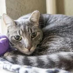 Photo of Kenai