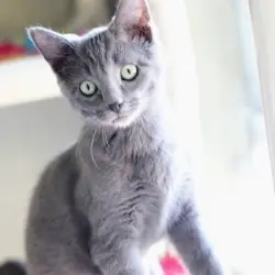 Photo of Kiwi