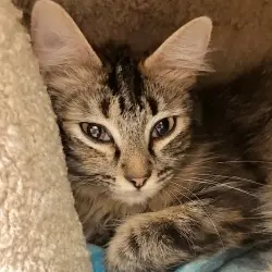 Photo of Lacey