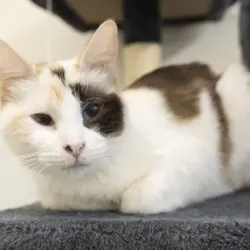 Photo of Lady