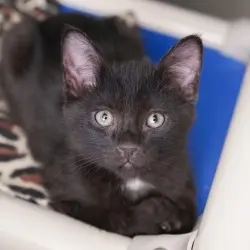 Photo of Lemon
