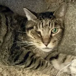 Photo of Leonidas
