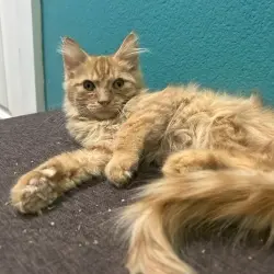 Photo of King Louie