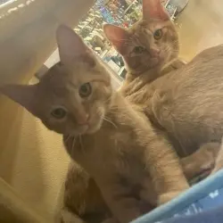 Photo of Lucky