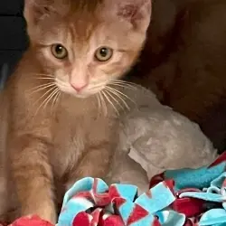 Photo of Lucky