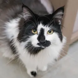 Photo of Mabel