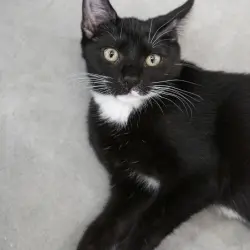 Photo of Marshmallow