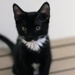 Photo of Marshmallow