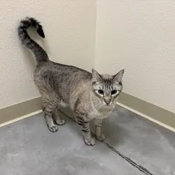 Photo of Meeko