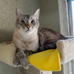 Photo of Meeko