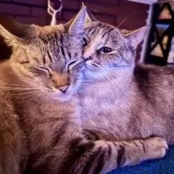 Photo of Meeko(M) & Opal(F)