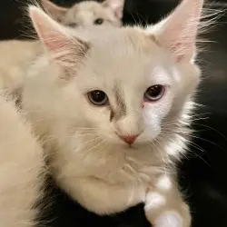 Photo of Milk Shake