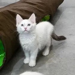 Photo of Milk Shake