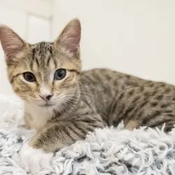 Photo of Milly