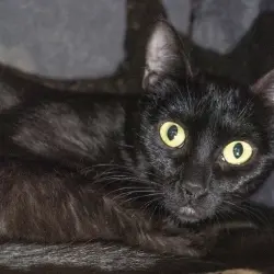 Photo of Minky