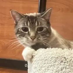 Photo of Miso