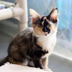 Photo of Moira