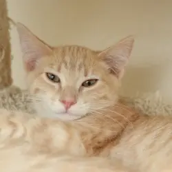 Photo of Mokey