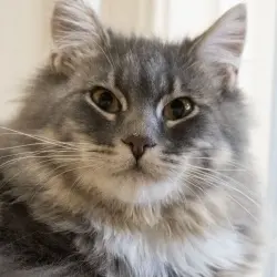 Photo of Morris
