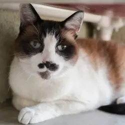 Photo of Mustachio