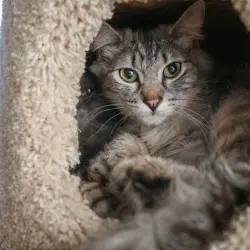Photo of Niko